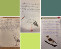 Ptasie sprawy w klasie 2a